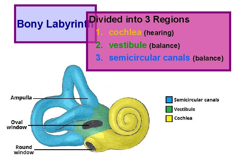 Divided into 3 Regions Bony Labyrinth 1. cochlea (hearing) 2. vestibule (balance) 3. semicircular