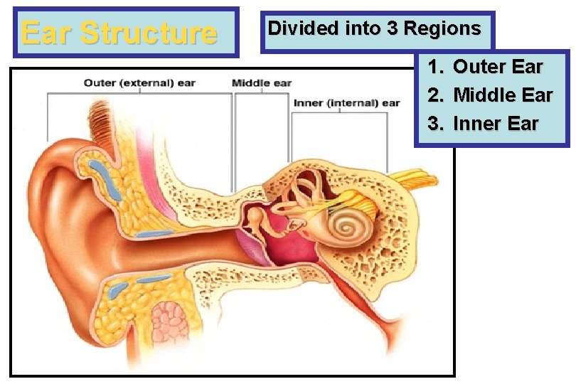 Ear Structure Divided into 3 Regions 1. 2. 3. Outer Ear Middle Ear Inner