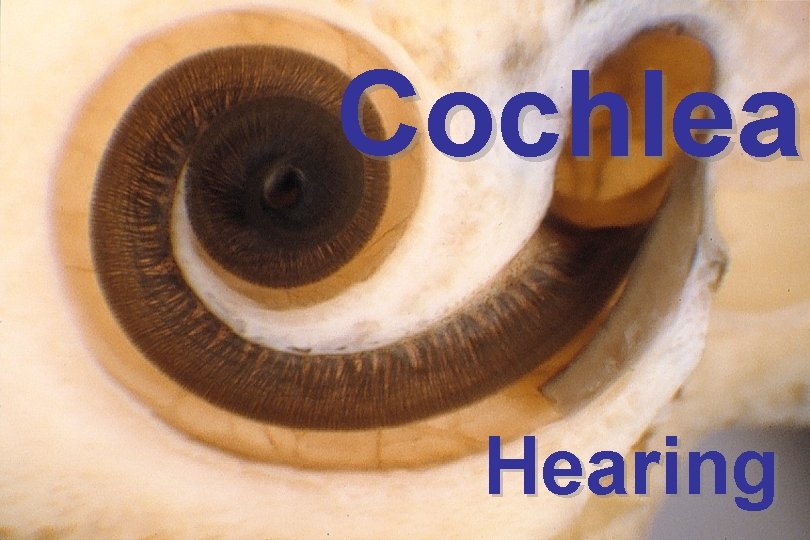 Cochlea Hearing 