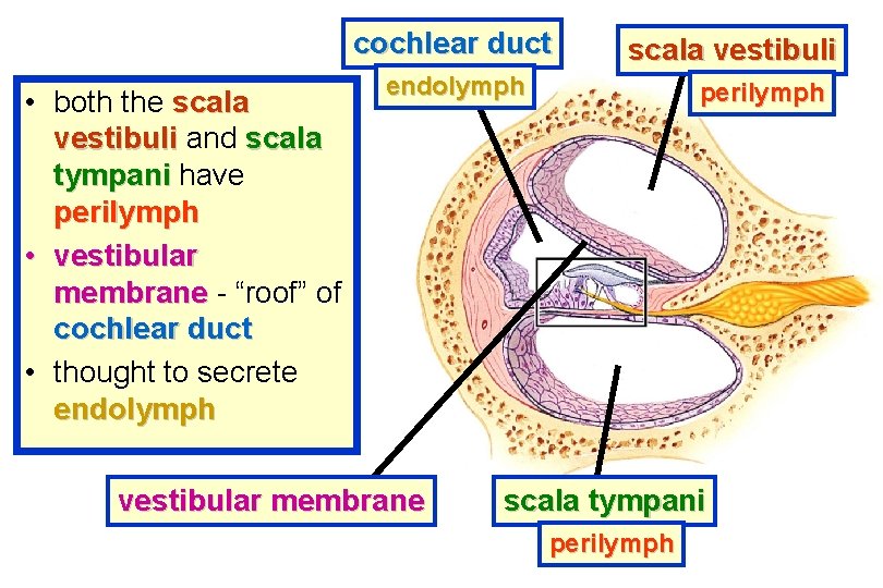 cochlear duct • both the scala vestibuli and scala tympani have perilymph • vestibular