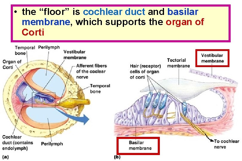  • the “floor” is cochlear duct and basilar membrane, membrane which supports the
