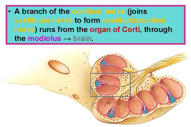 • A branch of the cochlear nerve (joins vestibular nerve to form vestibulocochlear