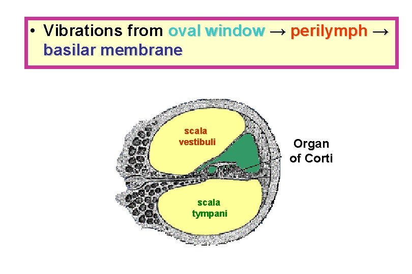  • Vibrations from oval window → perilymph → basilar membrane scala vestibuli scala