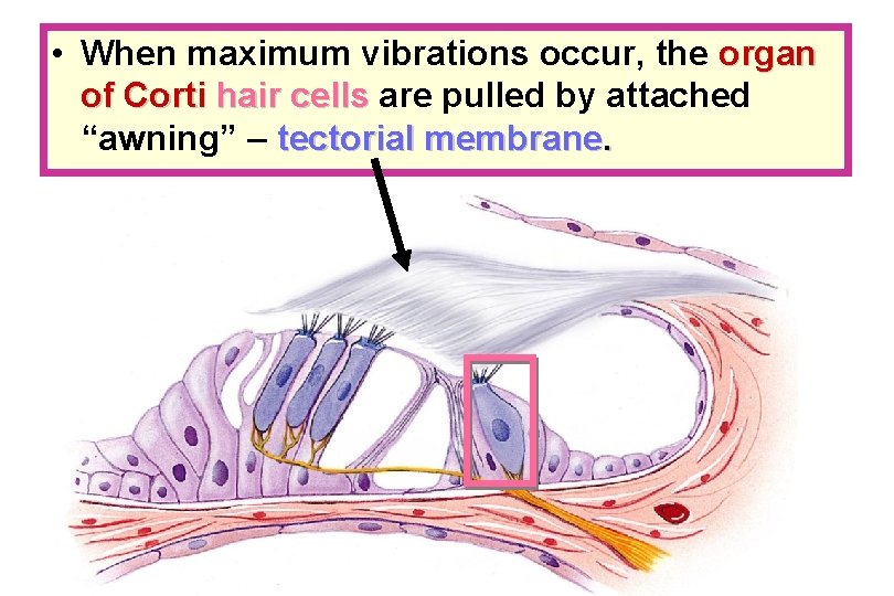  • When maximum vibrations occur, the organ of Corti hair cells are pulled
