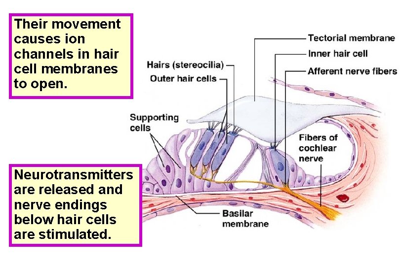 Their movement causes ion channels in hair cell membranes to open. Neurotransmitters are released