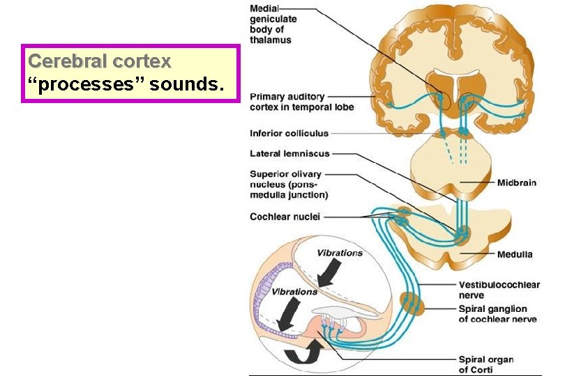 Cerebral cortex “processes” sounds. 