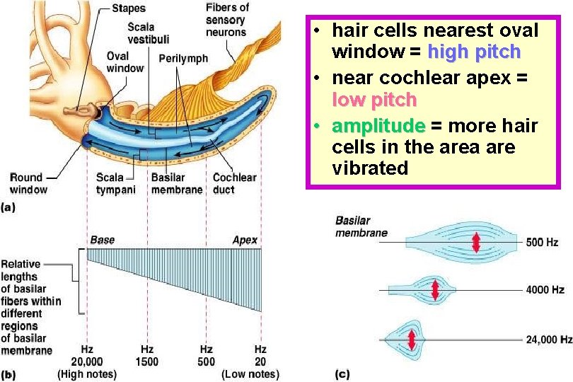  • hair cells nearest oval window = high pitch • near cochlear apex