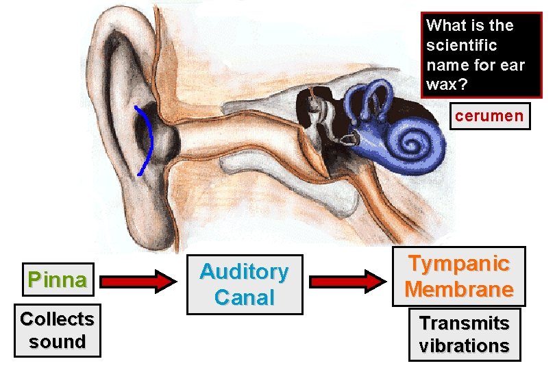 What is the scientific name for ear wax? cerumen Pinna Collects sound Auditory Canal