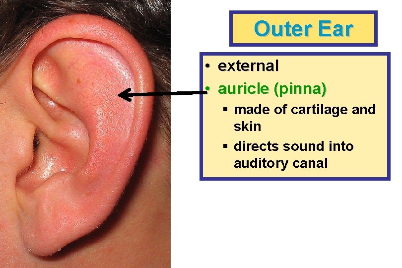 Outer Ear • external • auricle (pinna) § made of cartilage and skin §