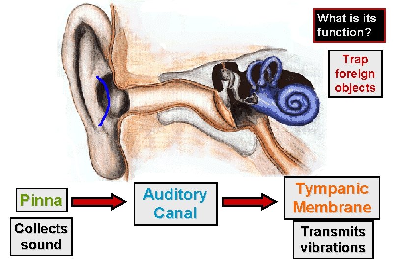 What is its function? Trap foreign objects Pinna Collects sound Auditory Canal Tympanic Membrane