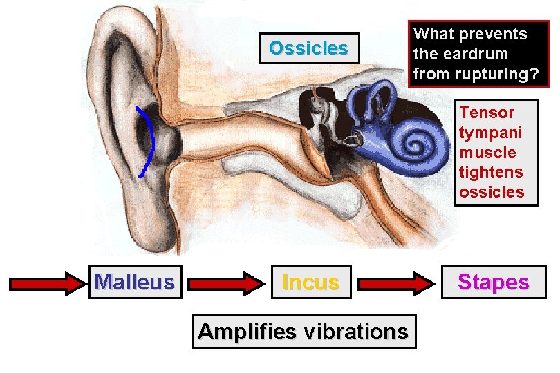 Ossicles What prevents the eardrum from rupturing? Tensor tympani muscle tightens ossicles Malleus Incus