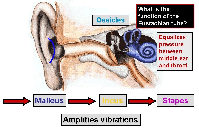 Ossicles What is the function of the Eustachian tube? Equalizes pressure between middle ear