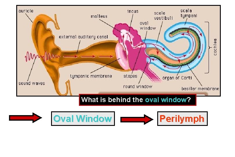What is behind the oval window? window Oval Window Perilymph 