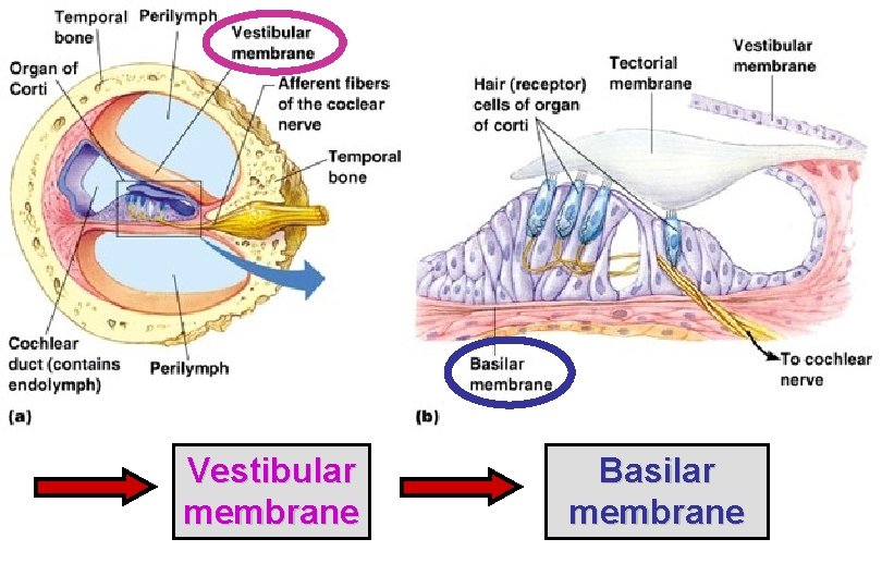 Vestibular membrane Basilar membrane 