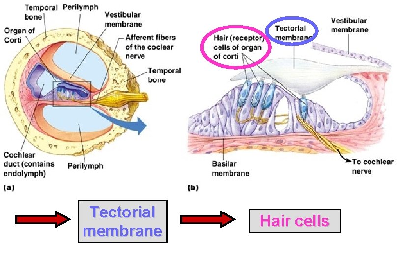 Tectorial membrane Hair cells 