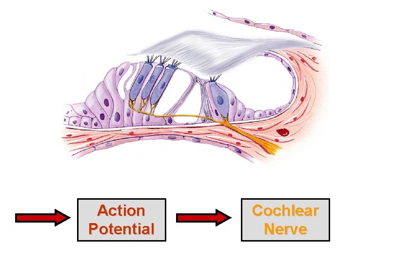 Action Potential Cochlear Nerve 