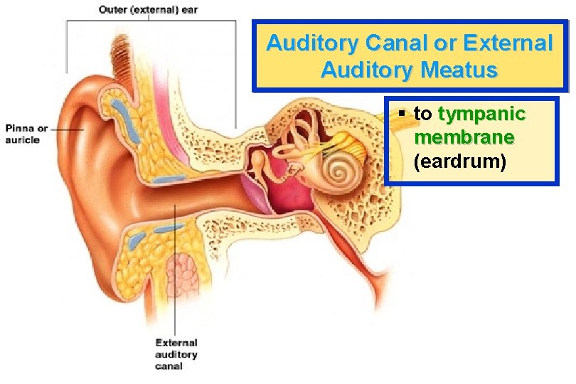 Auditory Canal or External Auditory Meatus § to tympanic membrane (eardrum) 