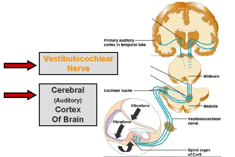 Vestibulocochlear Nerve Cerebral (Auditory) Cortex Of Brain 