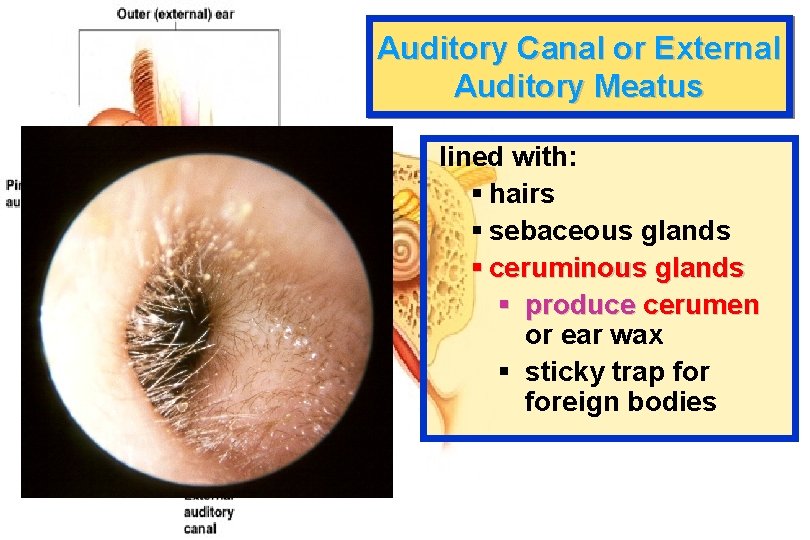 Auditory Canal or External Auditory Meatus lined with: § hairs § sebaceous glands §