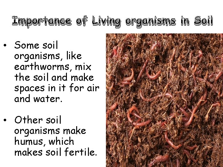 Importance of Living organisms in Soil • Some soil organisms, like earthworms, mix the