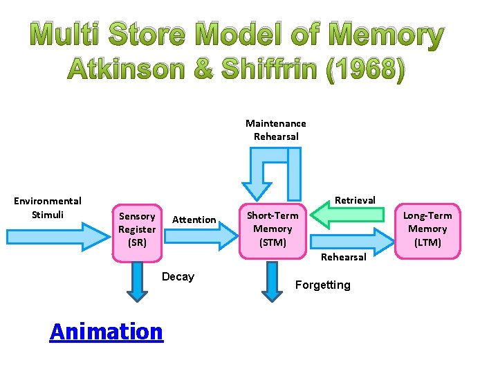 Multi Store Model of Memory Atkinson & Shiffrin (1968) Maintenance Rehearsal Environmental Stimuli Retrieval