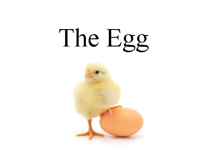 The Egg 