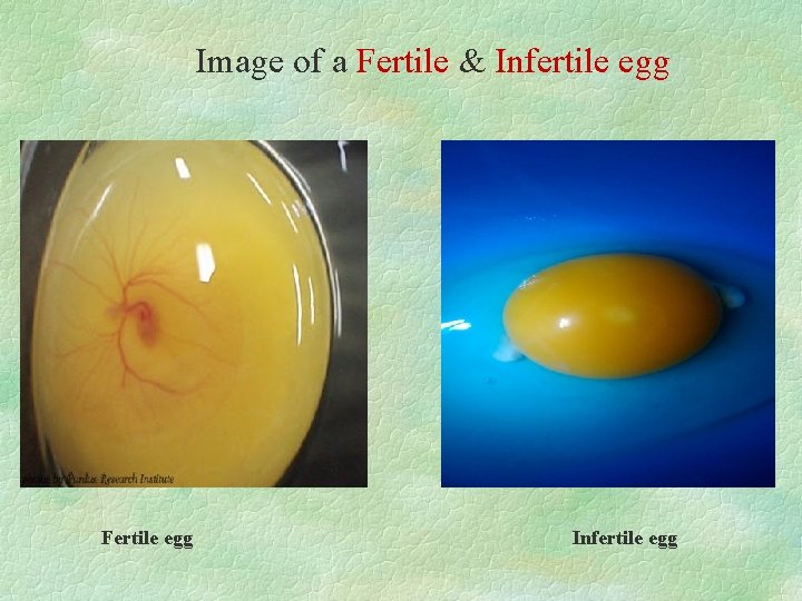 Image of a Fertile & Infertile egg Fertile egg Infertile egg 