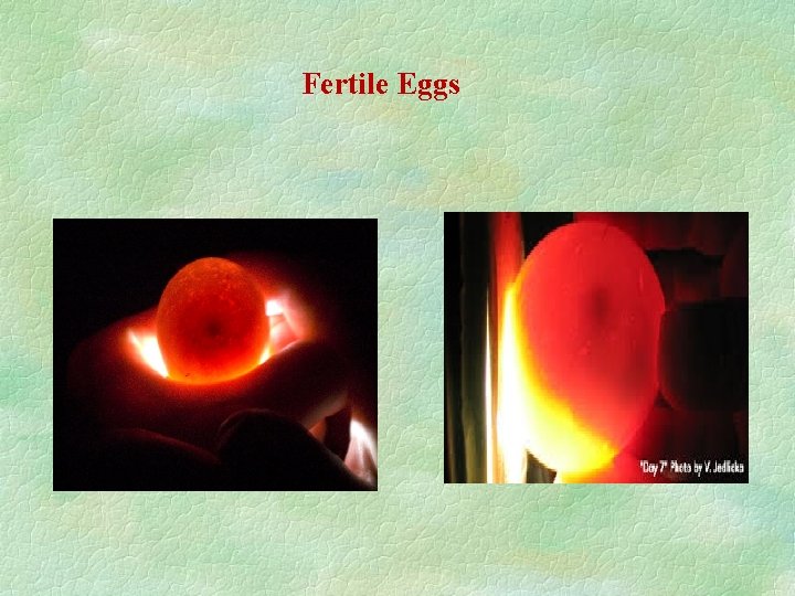 Fertile Eggs 