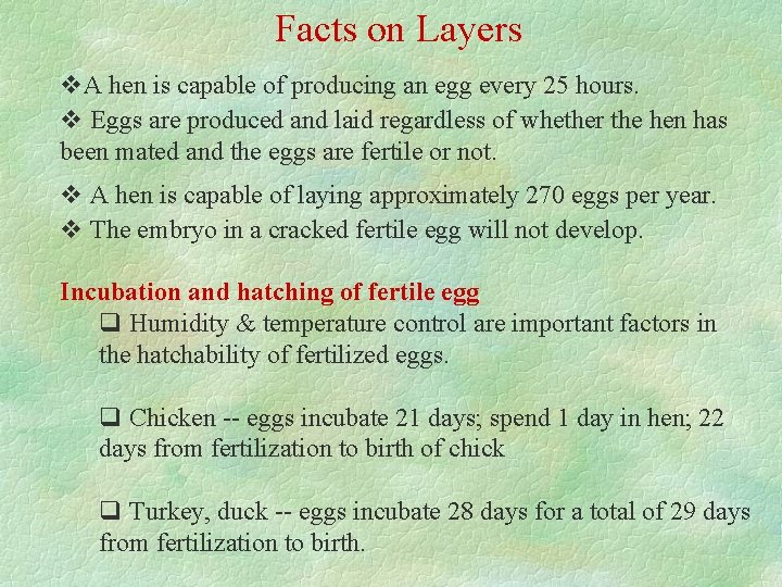 Facts on Layers v. A hen is capable of producing an egg every 25