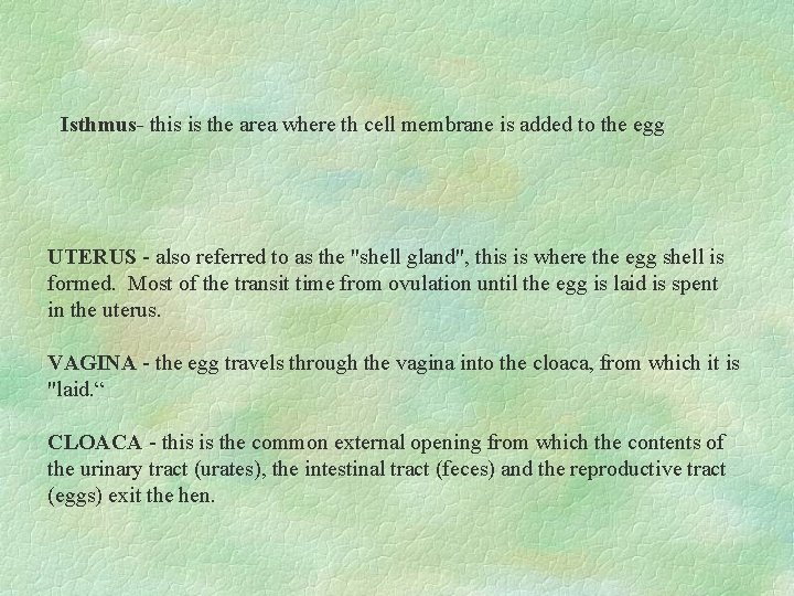 Isthmus- this is the area where th cell membrane is added to the egg