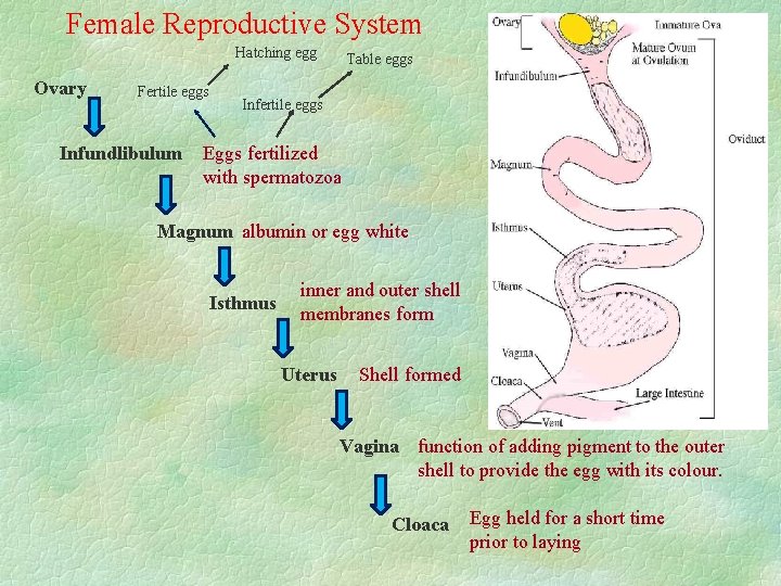 Female Reproductive System Hatching egg Ovary Fertile eggs Infundlibulum Table eggs Infertile eggs Eggs