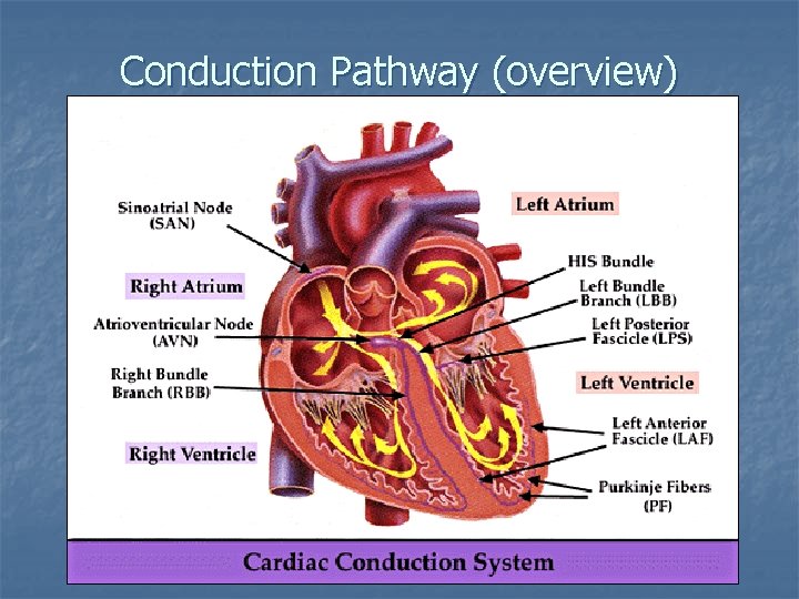 4 Primary Characteristics of Cardiac Cells Y Y