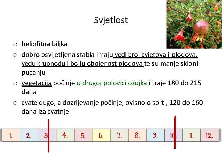 Svjetlost o heliofitna biljka o dobro osvijetljena stabla imaju vedi broj cvjetova i plodova,