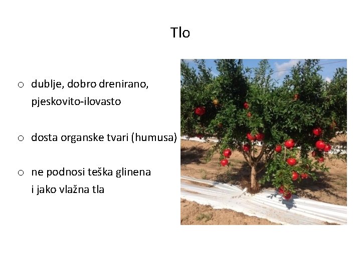 Tlo o dublje, dobro drenirano, pjeskovito‐ilovasto o dosta organske tvari (humusa) o ne podnosi