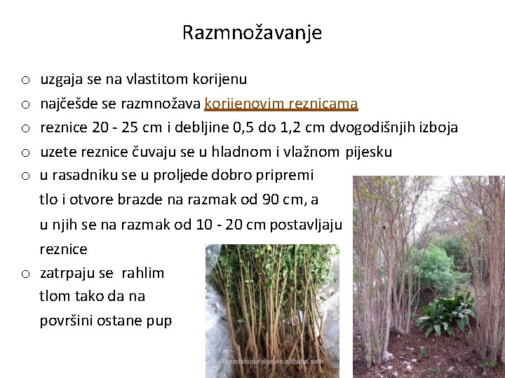 Razmnožavanje o o o uzgaja se na vlastitom korijenu najčešde se razmnožava korijenovim reznicama