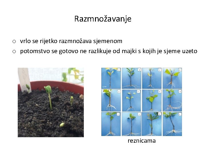 Razmnožavanje o vrlo se rijetko razmnožava sjemenom o potomstvo se gotovo ne razlikuje od