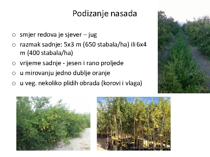 Podizanje nasada o smjer redova je sjever – jug o razmak sadnje: 5 x