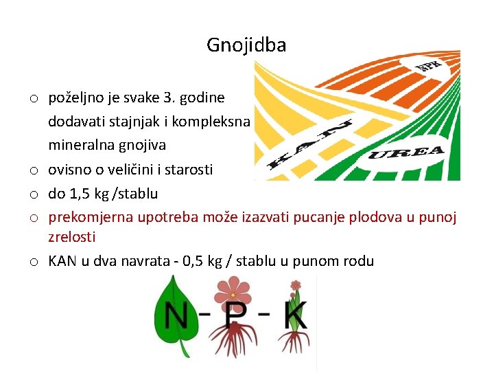 Gnojidba o poželjno je svake 3. godine dodavati stajnjak i kompleksna mineralna gnojiva o