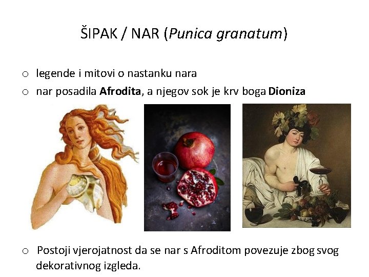 ŠIPAK / NAR (Punica granatum) o legende i mitovi o nastanku nara o nar