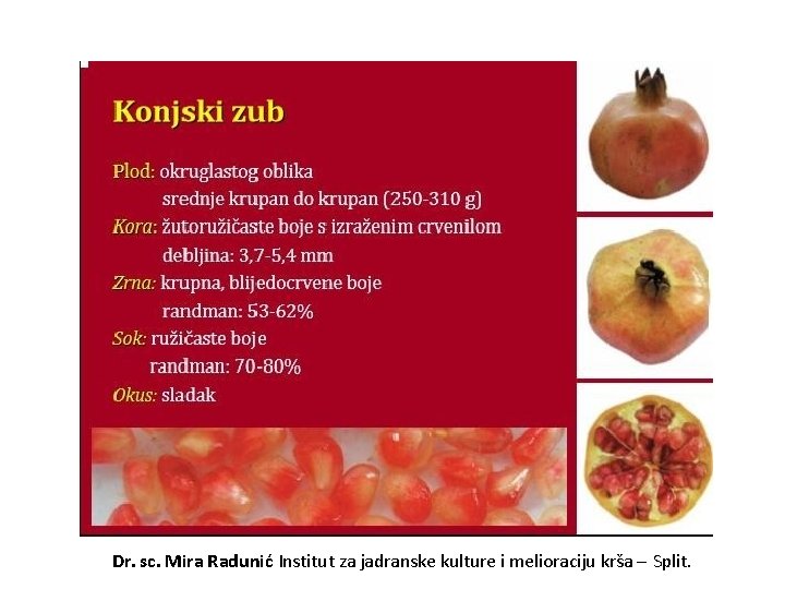 Dr. sc. Mira Radunić Institut za jadranske kulture i melioraciju krša – Split. 