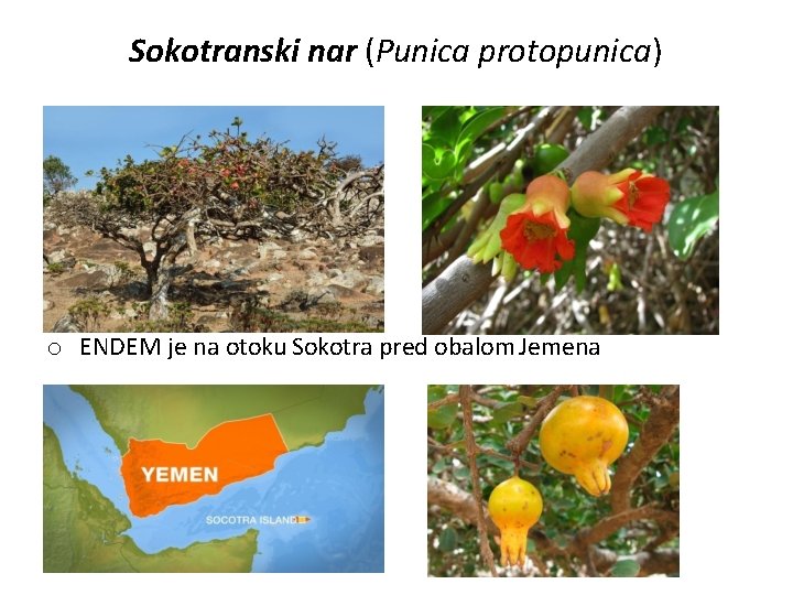 Sokotranski nar (Punica protopunica) o o ENDEM je na otoku Sokotra pred obalom Jemena