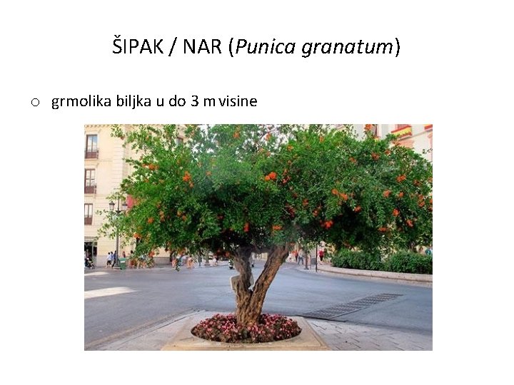 ŠIPAK / NAR (Punica granatum) o grmolika biljka u do 3 m visine 