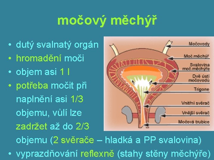 močový měchýř • • dutý svalnatý orgán hromadění moči objem asi 1 l potřeba močový měchýř • • dutý svalnatý orgán hromadění moči objem asi 1 l potřeba