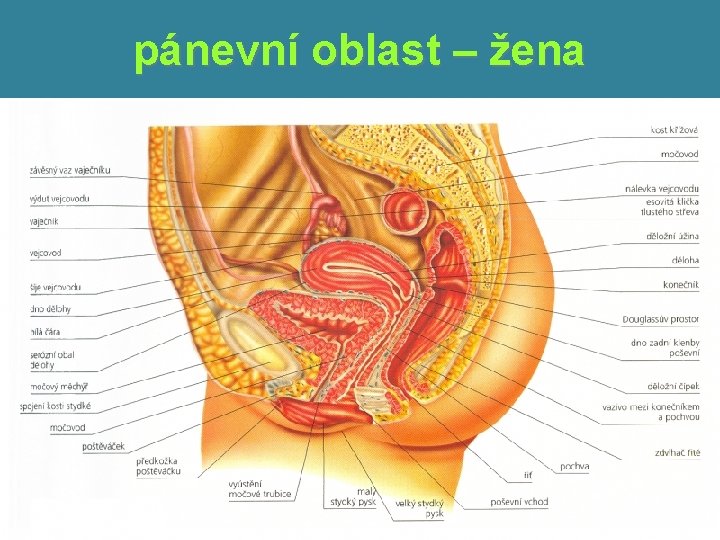 pánevní oblast – žena 