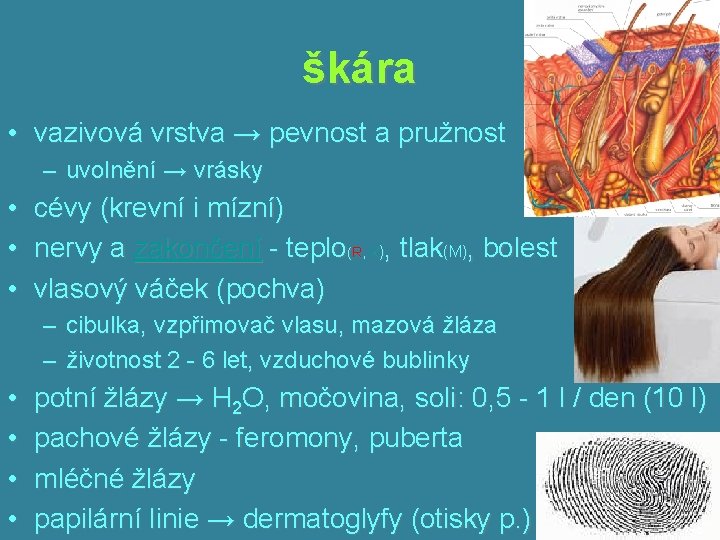 škára • vazivová vrstva → pevnost a pružnost – uvolnění → vrásky • cévy