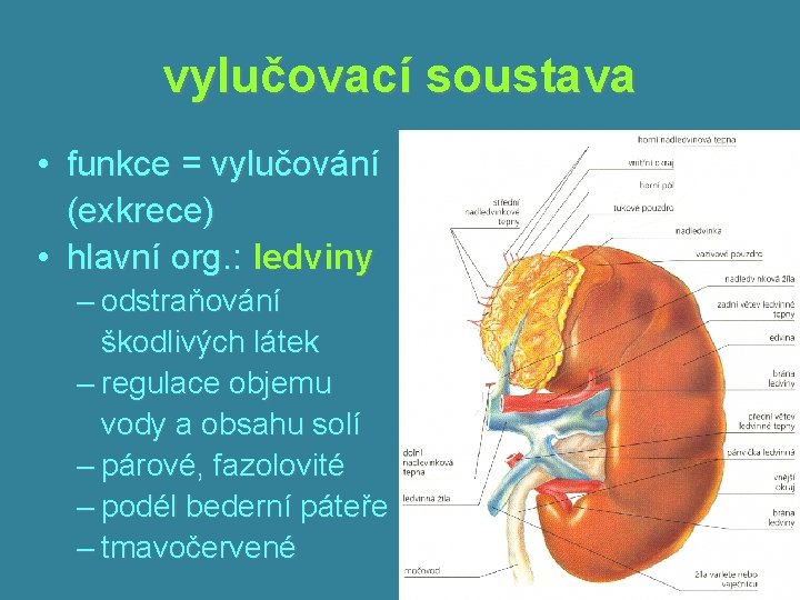 vylučovací soustava • funkce = vylučování (exkrece) • hlavní org. : ledviny – odstraňování