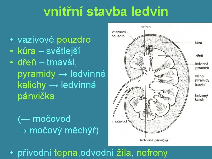 vnitřní stavba ledvin • • • vazivové pouzdro kůra – světlejší dřeň – tmavší,