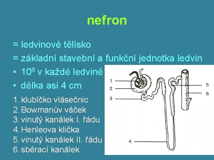 nefron = ledvinové tělísko = základní stavební a funkční jednotka ledvin • 106 v