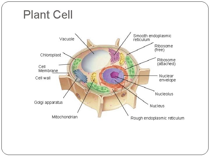 Plant Cell Section 7 -2 Vacuole Smooth endoplasmic reticulum Ribosome (free) Chloroplast Cell Membrane