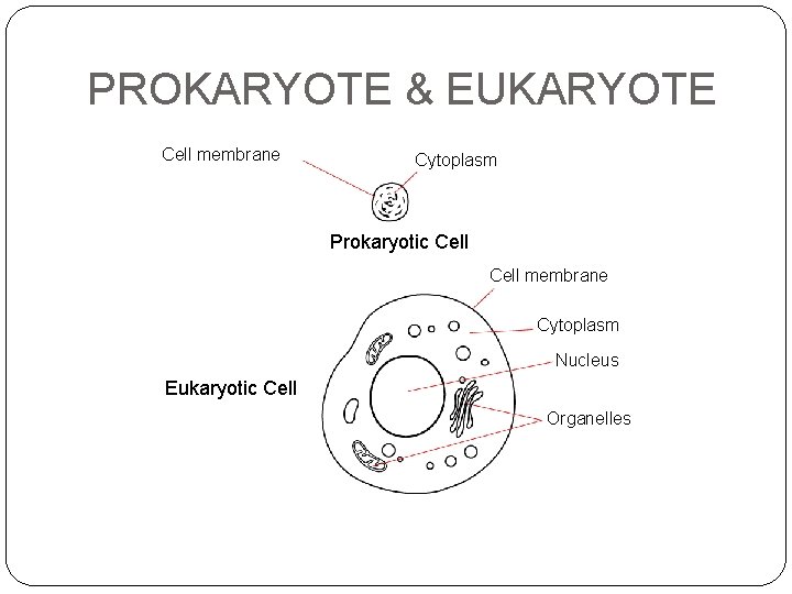 PROKARYOTE & EUKARYOTE Section 7 -1 Cell membrane Cytoplasm Prokaryotic Cell membrane Cytoplasm Nucleus